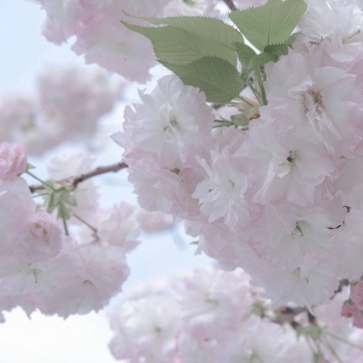 徽州福瑞交流群